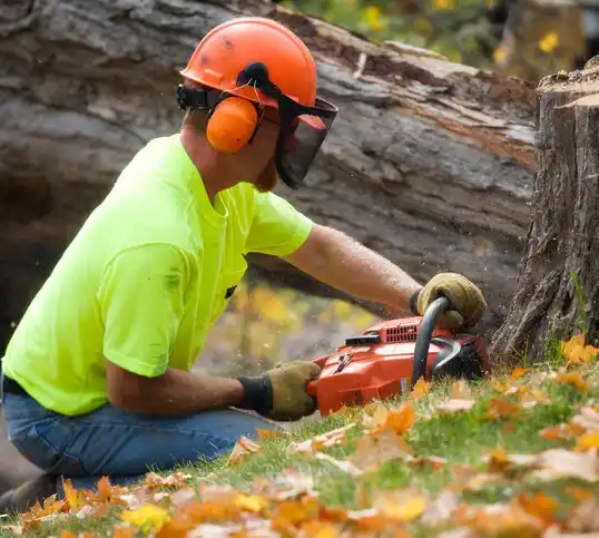 tree services South Ashburnham